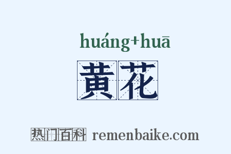 黄花是什么意思的图片